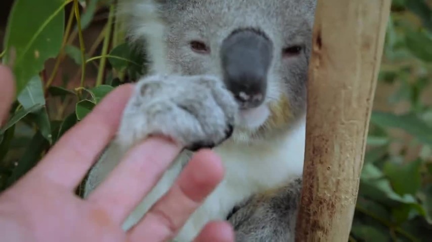 Tra koala e canguri