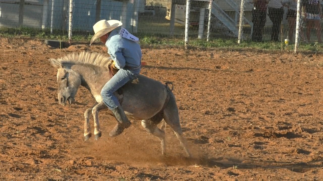 Un asino per rodeo